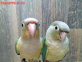  conures n co are breeders of cockatiels and green cheeked conures, we hand rear and supply cuddly tame pet birds, we are based in stoke on trent staffordshire and have kept birds for years, we specialise in the pineapple mutation of the green cheeked conure,we are cockatiel breeders and conure breeders and hand rear some of our baby birds to provide cuddly tame companion birds, green cheek conures make wonderful pets when they have settled in, the pineapple mutation is particularly beautiful and this is what we specialise in, we update the pictures on our for sale page so you can watch the babies develop into young birds.